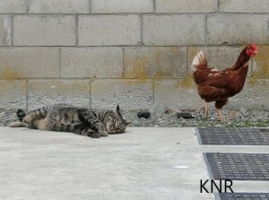 鶏とネコ③