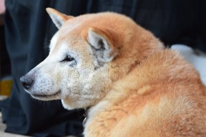 千光寺の犬