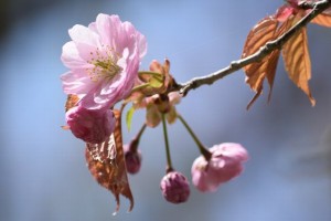 釧路町の春05