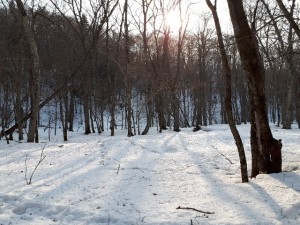 冬の森林公園09