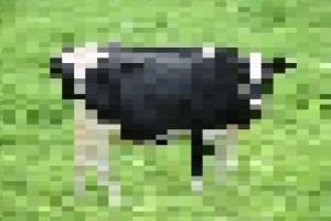 spartan cow