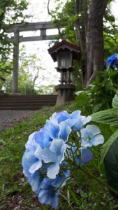 厳島神社の紫陽花